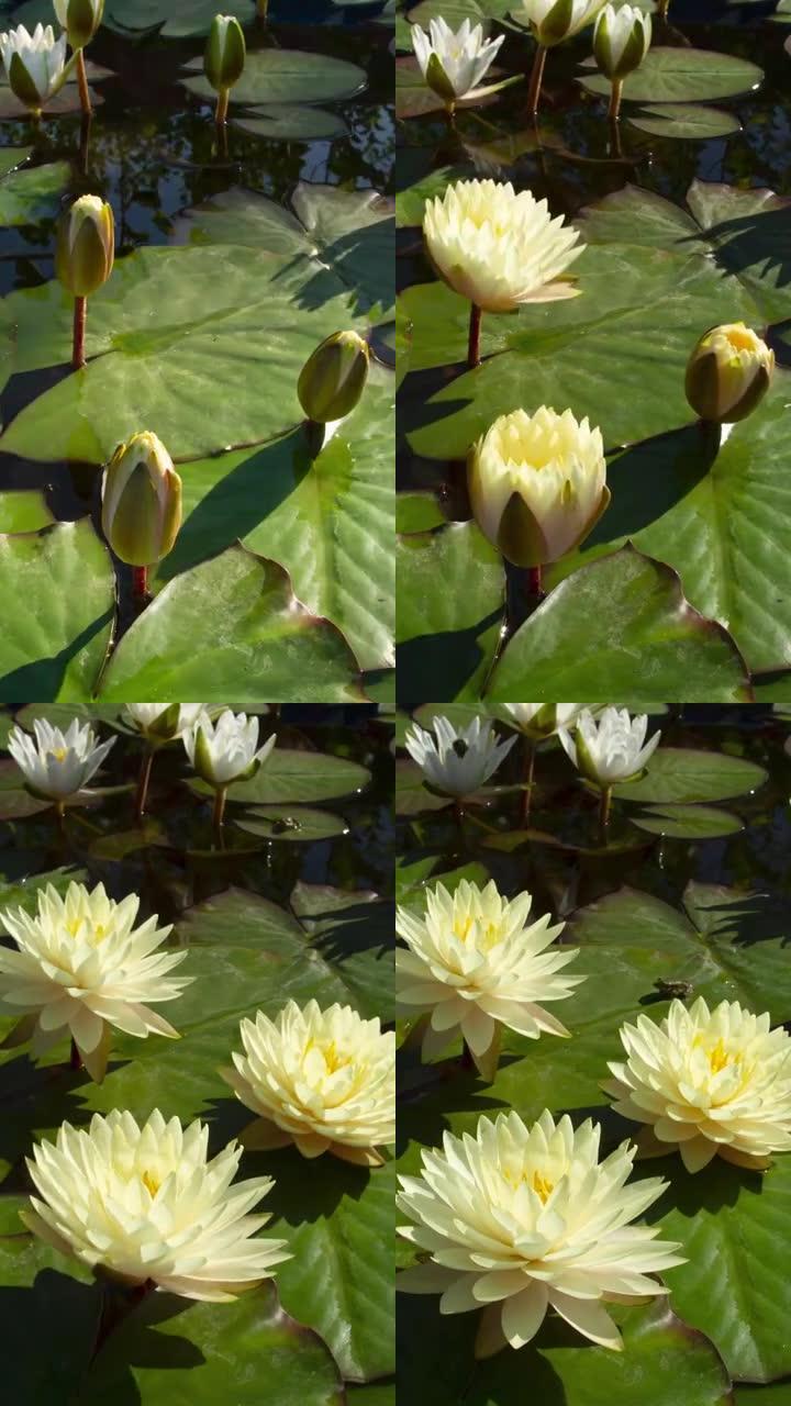 白睡莲开花的时间流逝，睡莲在池塘里开花