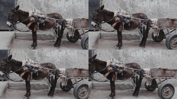 摩洛哥马拉喀什麦地那 (旧城区) 的带马车的老驴。