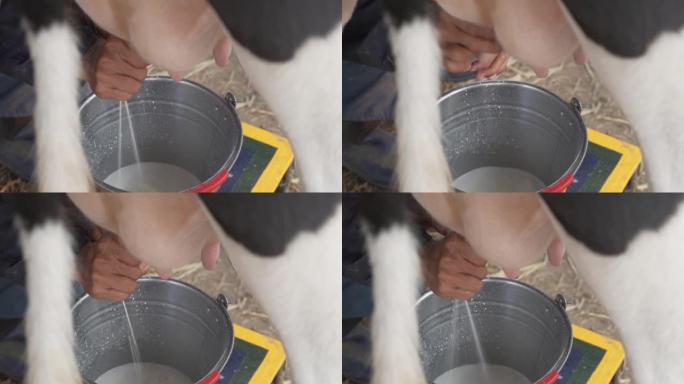 奶牛场里挤奶的奶牛。牛棚里的牛挤奶