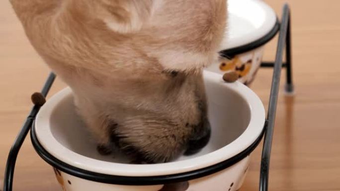 混种狗在碗里吃干粮的特写