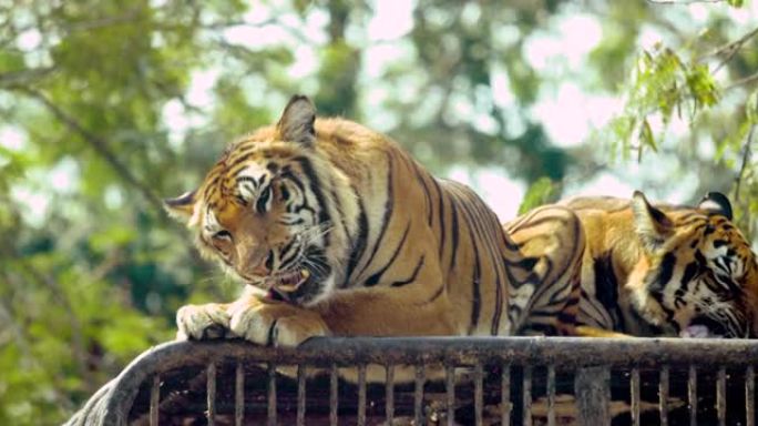 动物园里的特写面孔老虎孟加拉野生动物