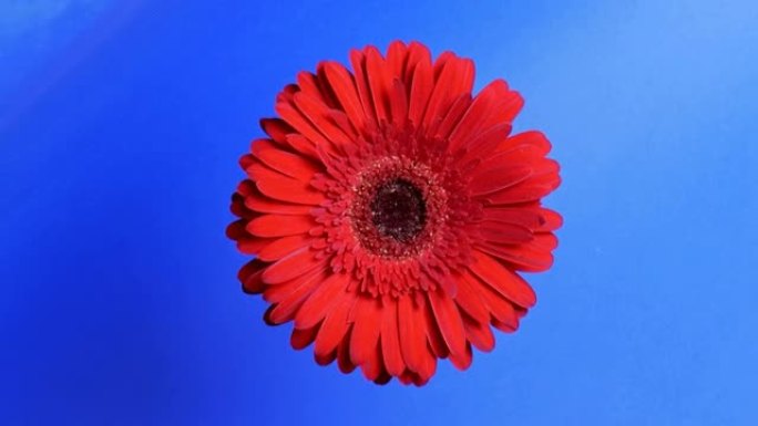 一种带有精致花瓣的红色非洲菊在其轴上旋转。深蓝色背景上的鲜红色非洲菊