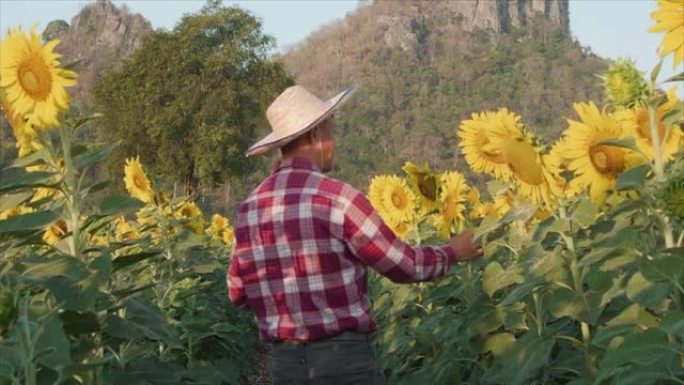 亚洲农民的男性老板小企业在夏天的早晨在向日葵种植园检查向日葵树。男人在向日葵田里行走。