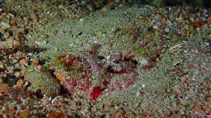 藏在地板上的深红色礁石鱼