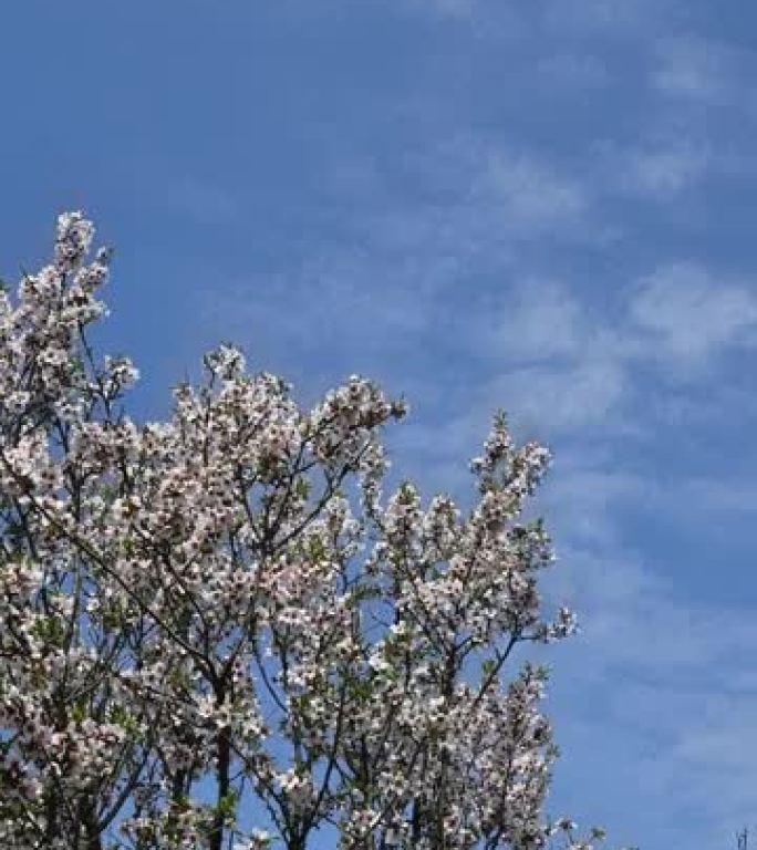 蓝天白云绽放的油桃树的延时垂直格式视频