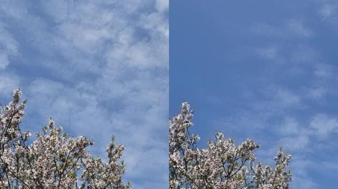 蓝天白云绽放的油桃树的延时垂直格式视频