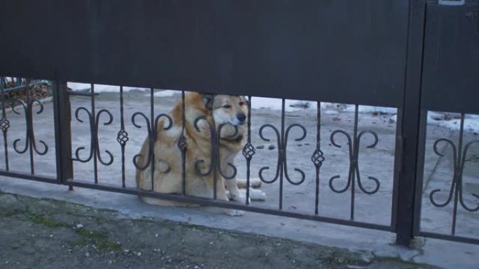 一只悲伤的胖胖的红发狗坐在大门后面，枪口伸出栏杆之间，看上去渴望。