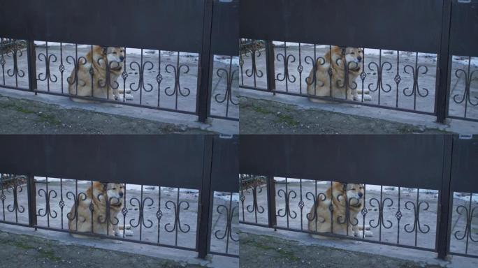 一只悲伤的胖胖的红发狗坐在大门后面，枪口伸出栏杆之间，看上去渴望。