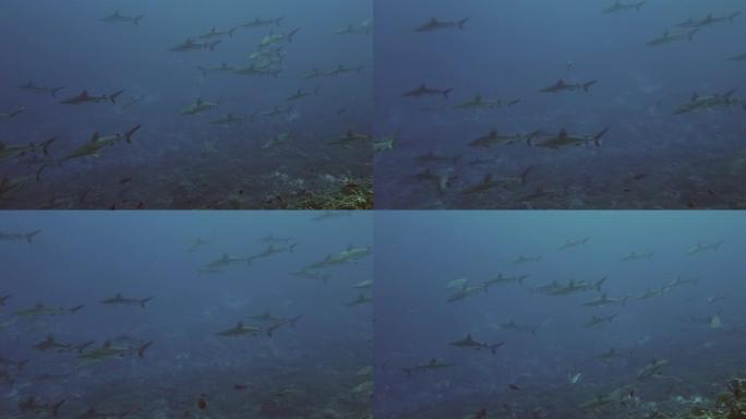 黑鳍灰色礁鲨学校在土阿莫图的蓝色水域水下游泳。