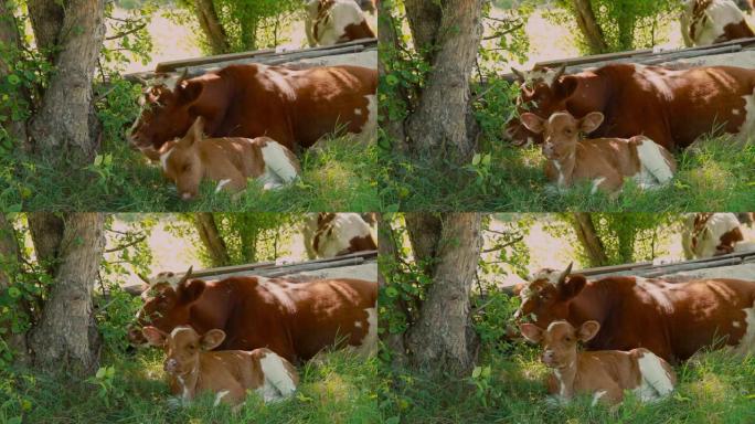奶牛在绿色的草地上吃草。大角牲畜吃草。动物关闭。肉制品的概念，农业，自然界中的生命，动物保护组织