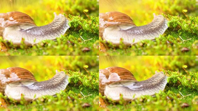 一只蜗牛在雨中爬在苔藓上。