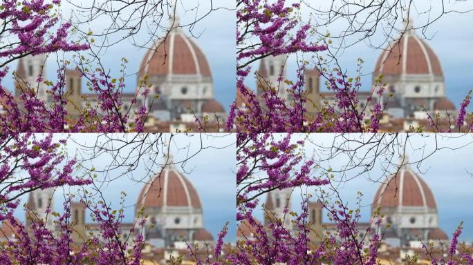 犹大树盛开，圣玛丽亚·德尔·菲奥雷大教堂在背景中模糊。意大利托斯卡纳。