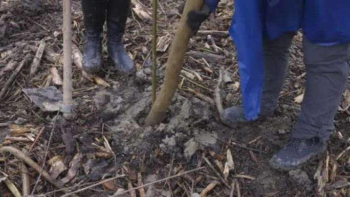 在洞中种植树苗并夯实其周围的泥炭地土壤