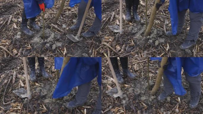 在洞中种植树苗并夯实其周围的泥炭地土壤