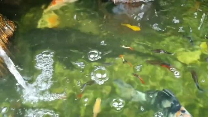 翡翠池有美丽的鱼在游来游去，给人一种自然清新的感觉。
