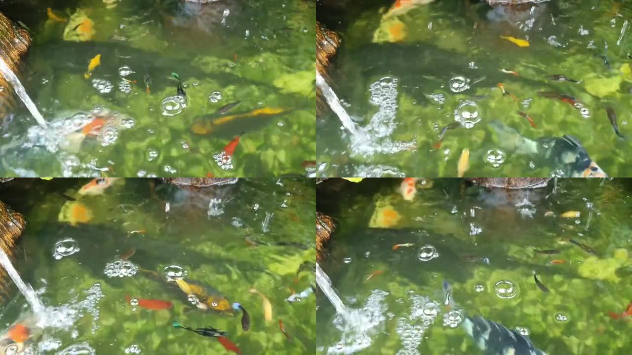 翡翠池有美丽的鱼在游来游去，给人一种自然清新的感觉。