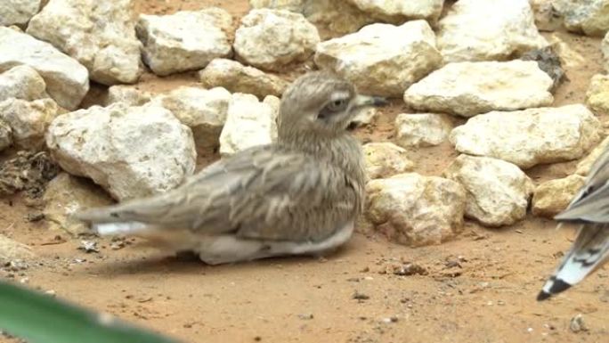 一个有斑点的厚膝盖 (Burhinus capensis) 坐在岩石中，自己进行自我管理，并在沙漠中