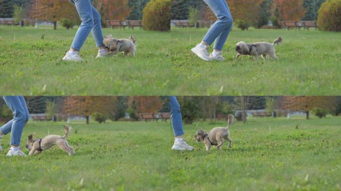 西施犬咬伤并追逐绿色草地上的女主人