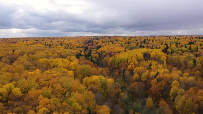 树冠上有黄色的叶子。秋天的落叶林。秋天云层下森林的鸟瞰图