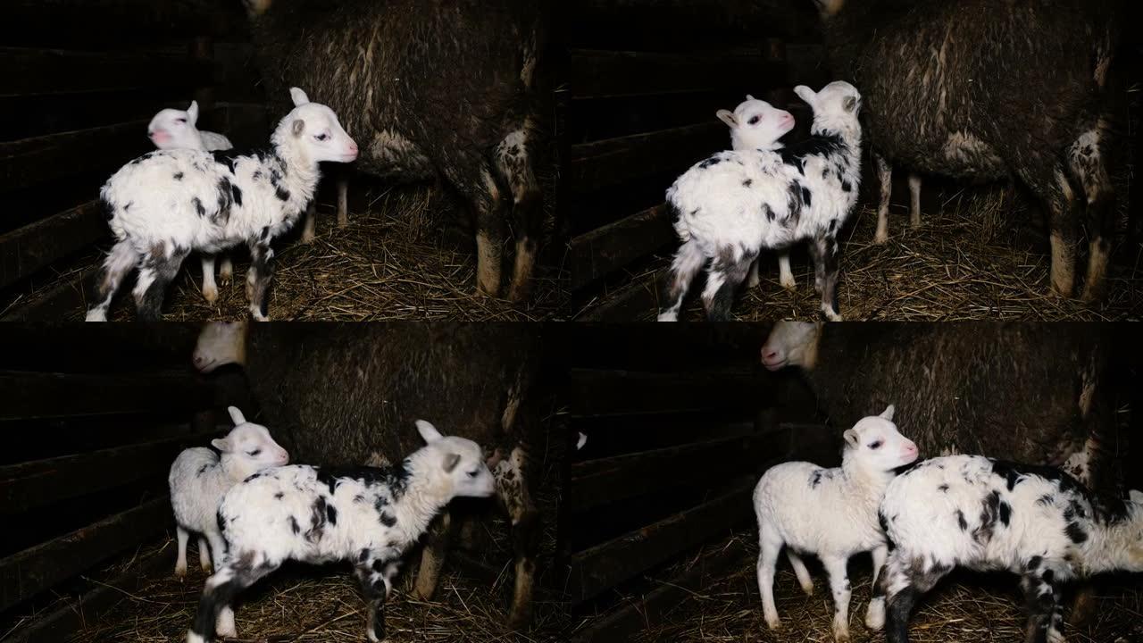 两只可爱的羔羊站在干草堆的棚子里，绵羊把羔羊从乳房里赶走，4k