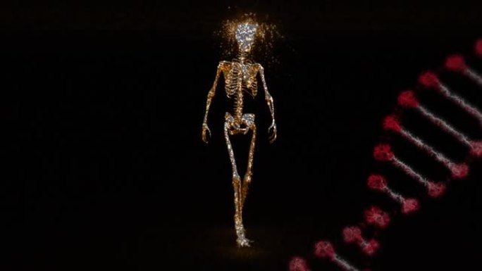 3d红色dna链在人体骨骼上旋转的动画