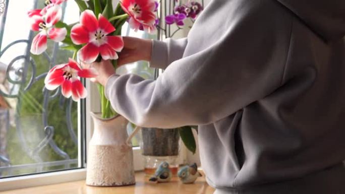 视频中，一名妇女将一束美丽的春季郁金香放在私人住宅窗台上的花瓶中