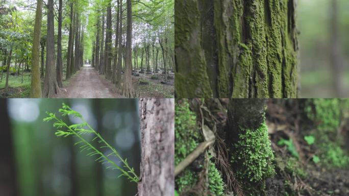 唯美绿植大自然