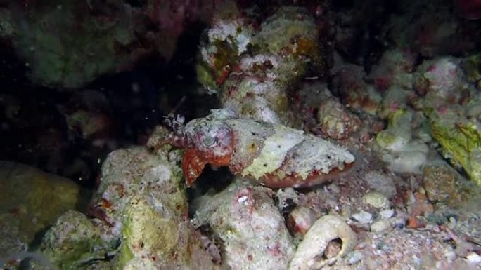 一种小而尖的红海法老墨鱼。