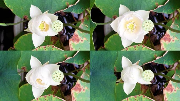 盛开的白莲花从芽到满花再回到芽的4k延时镜头，特写b卷镜头顶视图。