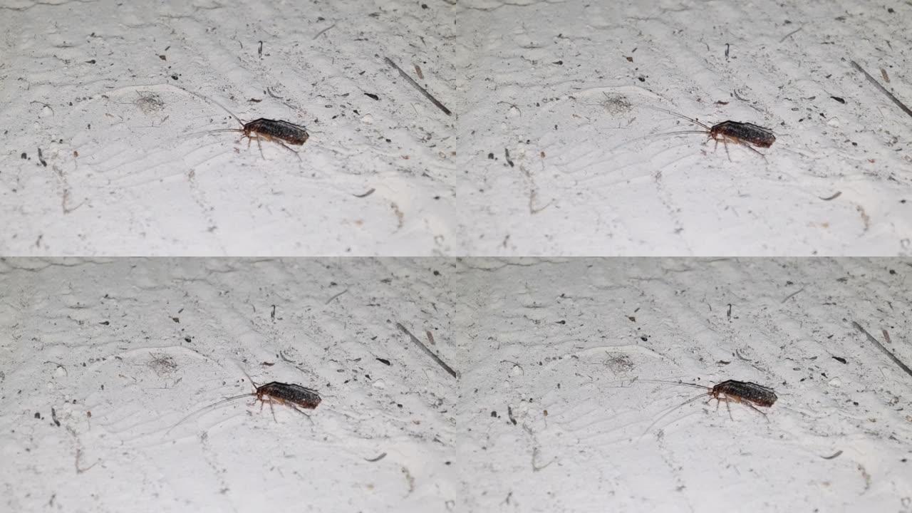 非洲大蟑螂，长触角在夜间沿着沙子爬行，桑给巴尔