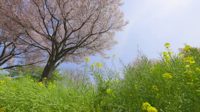 盛开的樱花和油菜花