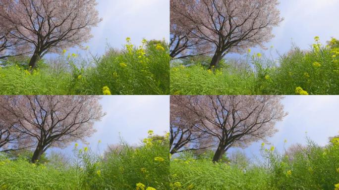 盛开的樱花和油菜花