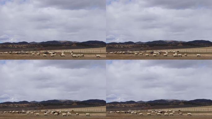 科罗拉多州养羊场上的一小群绵羊