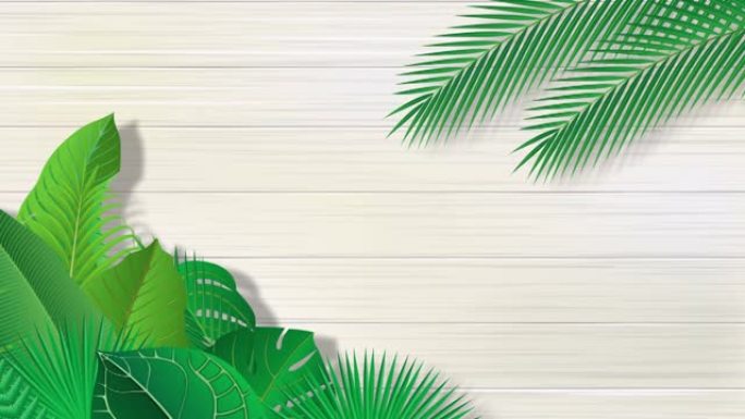 热带植物叶子和白色墙壁的视频素材