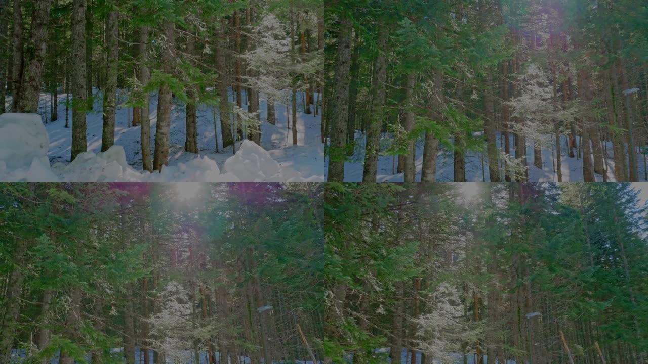 相机在绿色的冬季森林上从下向上看。从雪地望向树林中的树木。来自太阳的反射