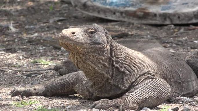 科莫多龙 (Komodo dragon) 是体型最大的蜥蜴。