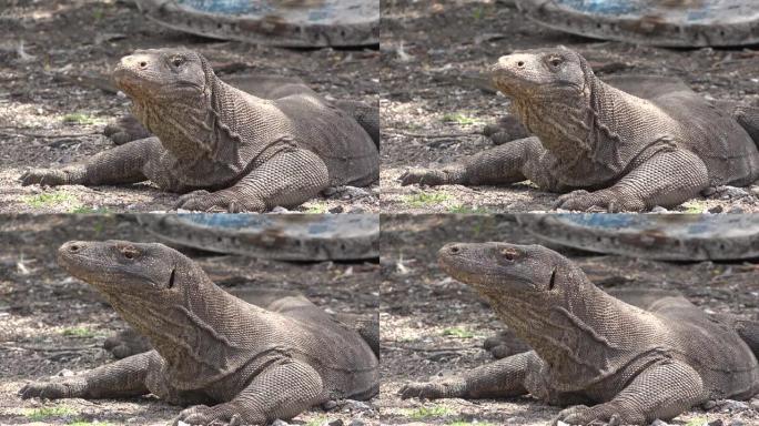 科莫多龙 (Komodo dragon) 是体型最大的蜥蜴。