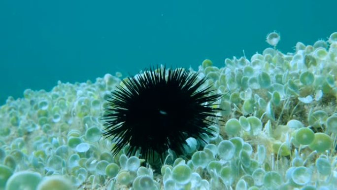 紫海胆 (Paracentrotus lividus) 坐在岩石底部，上面覆盖着绿藻美人鱼的酒杯或美