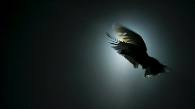 在明亮的光束和博克的背景下，剪影白鸽在黑暗的工作室中飞行的仰视图。鸟在拍打翅膀，孤立在黑色背景上。特