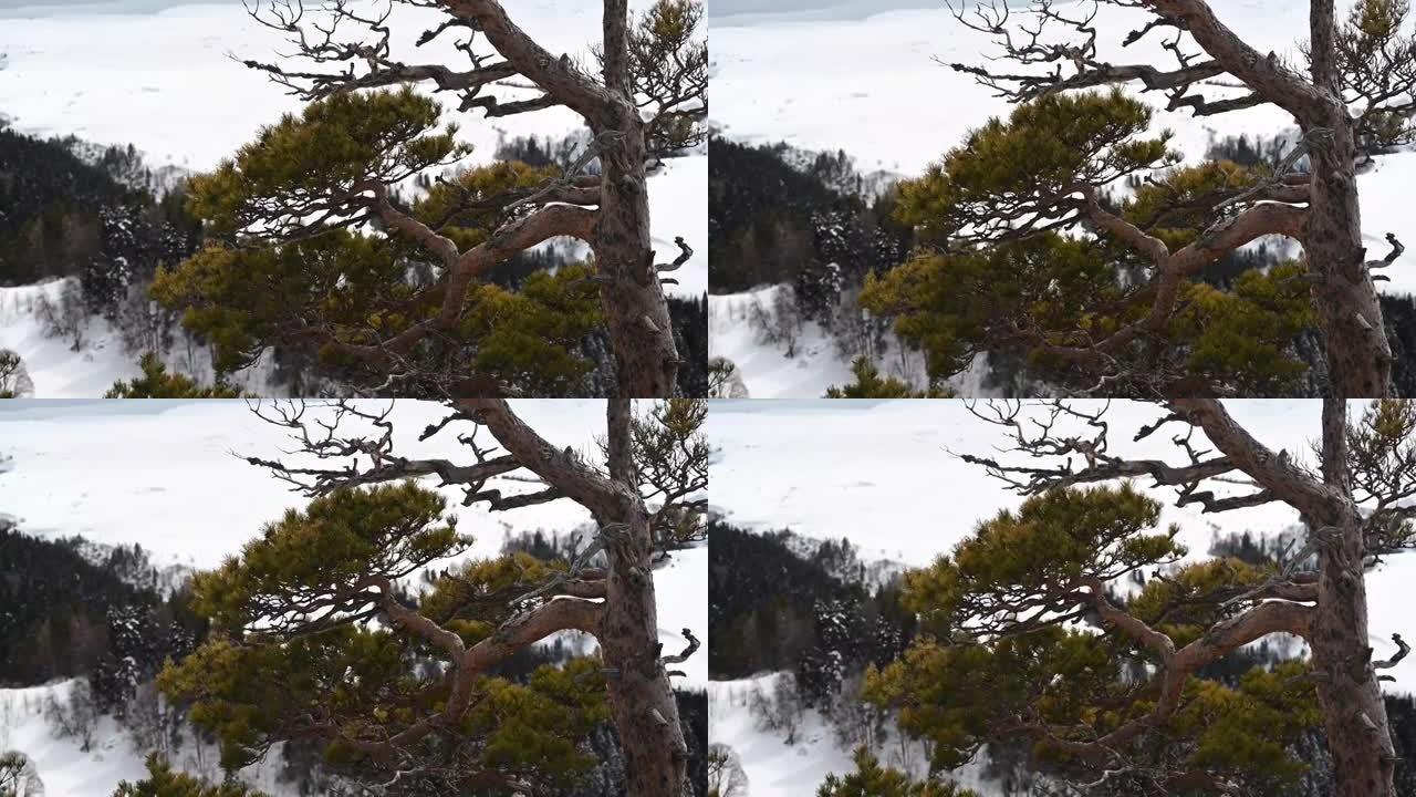 山地景观。拉戈-纳基高原铁岩的镜头。俄罗斯阿迪格