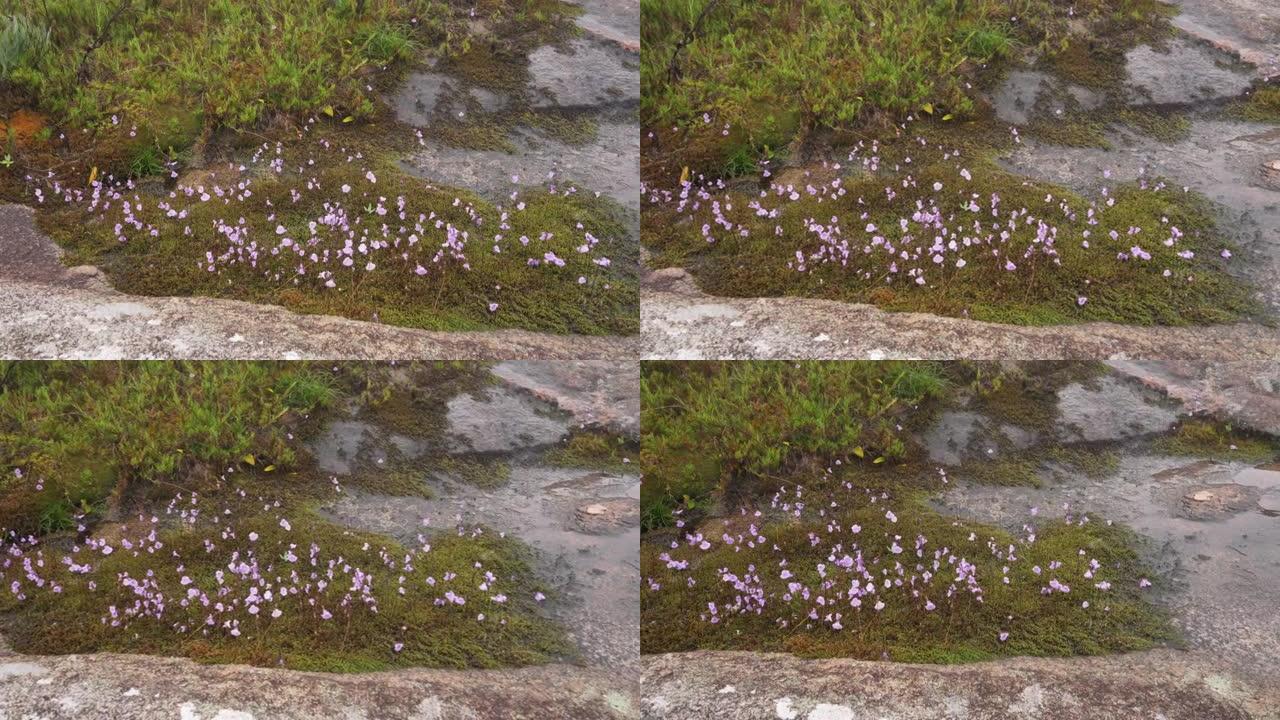 在绿色苔藓附近的湿石头上生长的小丁香花，马达加斯加安德灵特拉的特有植物区系的例子