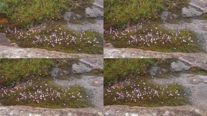 在绿色苔藓附近的湿石头上生长的小丁香花，马达加斯加安德灵特拉的特有植物区系的例子