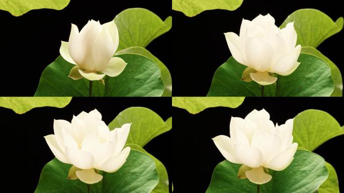 盛开的白莲花从芽到满花，然后回到芽的4k延时镜头在黑色背景上隔离，特写b卷镜头侧视图。
