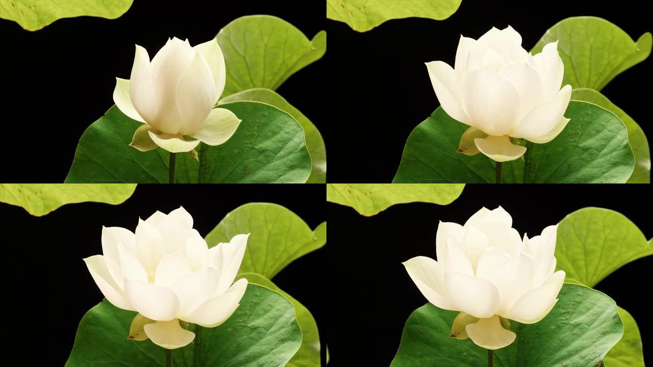 盛开的白莲花从芽到满花，然后回到芽的4k延时镜头在黑色背景上隔离，特写b卷镜头侧视图。