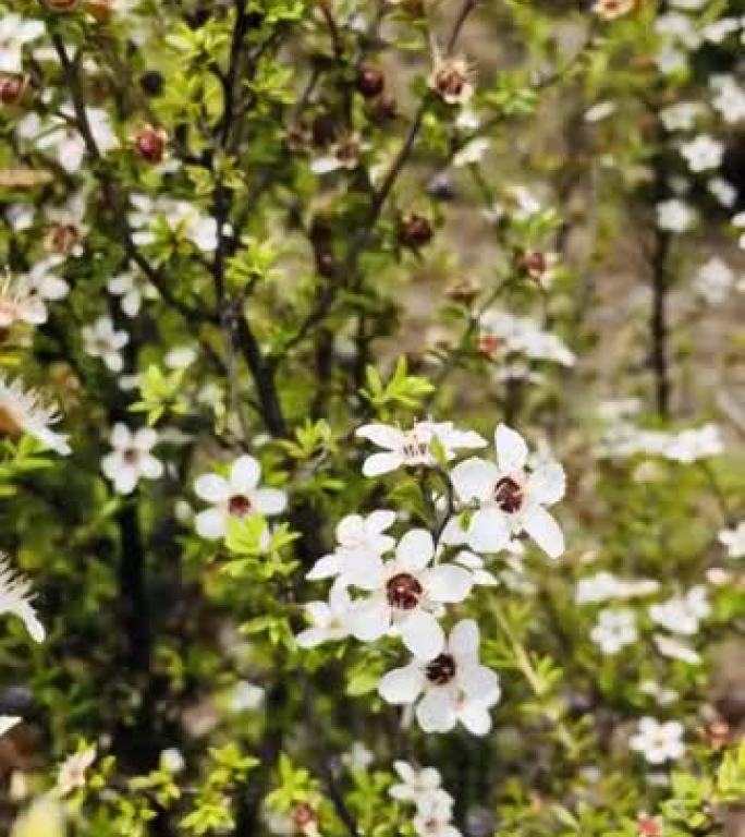 麦卢卡 (Leptospermum scoparium) 茶树花
