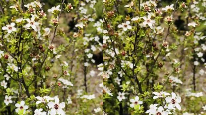 麦卢卡 (Leptospermum scoparium) 茶树花