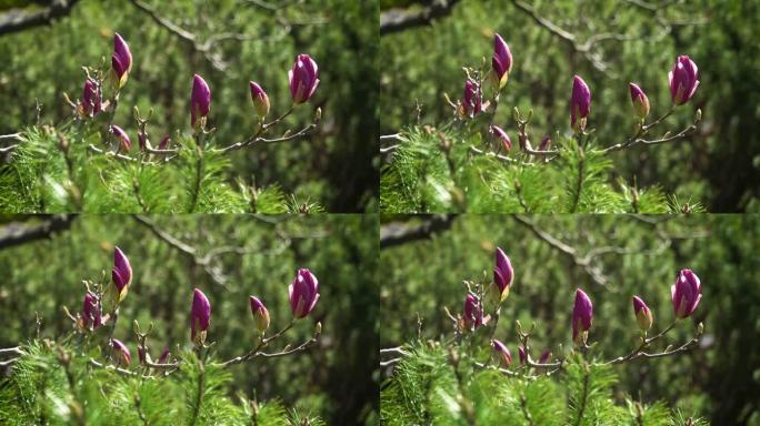 木兰紫色芽、花头、树、
