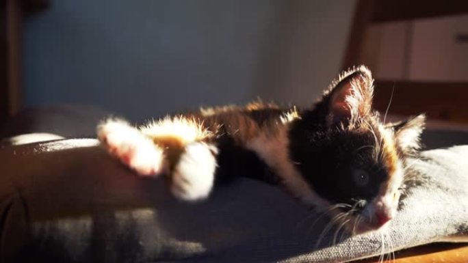 小三色猫躺在椅子上的垫子上，伸出爪子，侧面的阳光和光线。舒适的心情