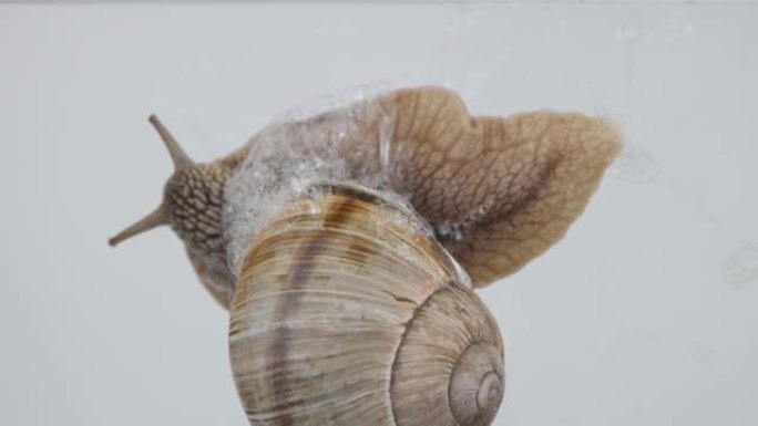 葡萄蜗牛产生泡沫状分泌物。葡萄蜗牛在家庭玻璃容器中的行为观察。