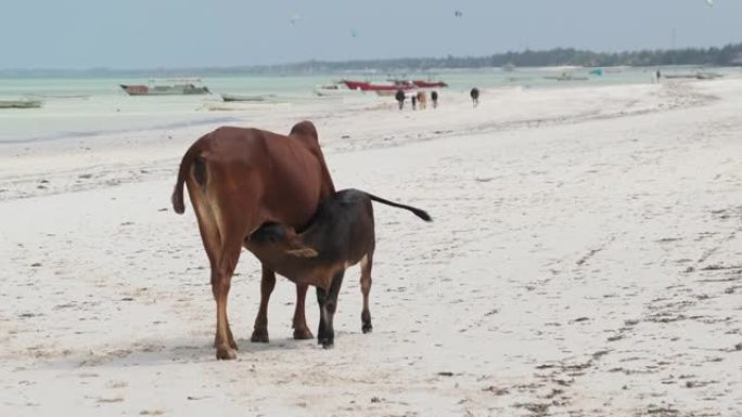 非洲驼背牛在桑给巴尔的热带沙滩上喂养小牛